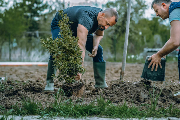 Best Leaf Removal  in West Modesto, CA